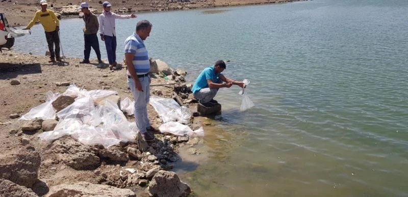 Sarımehmet Barajına 260 bin yavru balık bırakıldı
