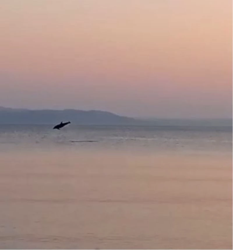 Marmara’da yunusların yaptığı geçiş izleyenleri mest etti
