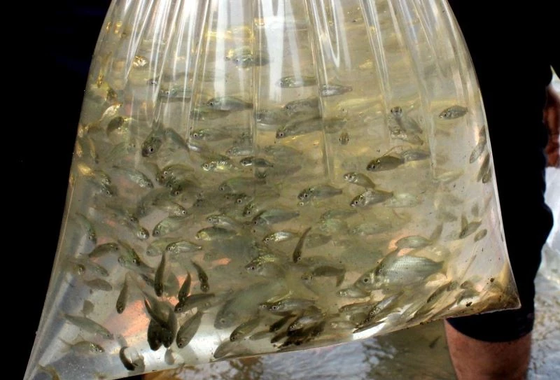 Osmaniye’de baraj gölüne 428 bin yavru sazan bırakıldı