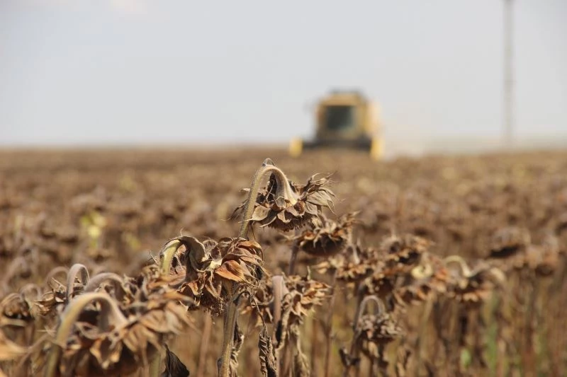 Konya Ovasında ayçiçek hasadı zamanı
