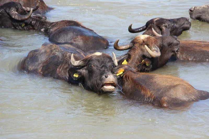 Afrika belgesellerini aratmayan görüntüler
