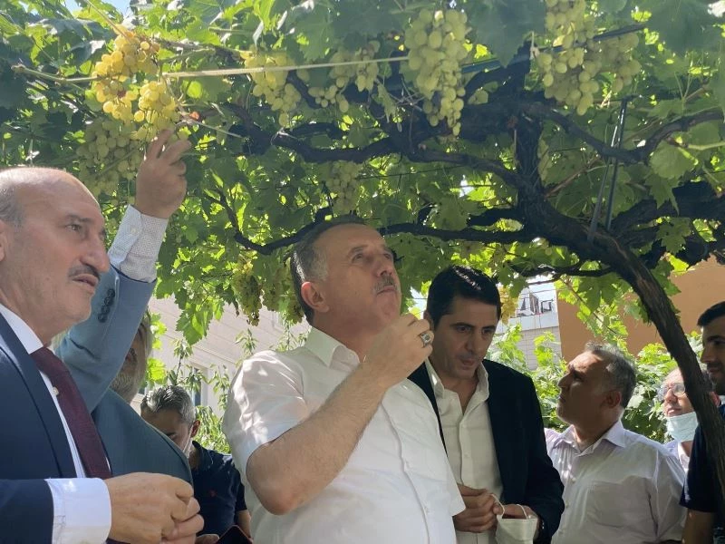 Bağcılar’da bağ bozumu
