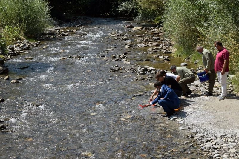 Gümüşhane’de derelere 10 bin alabalık daha bırakıldı
