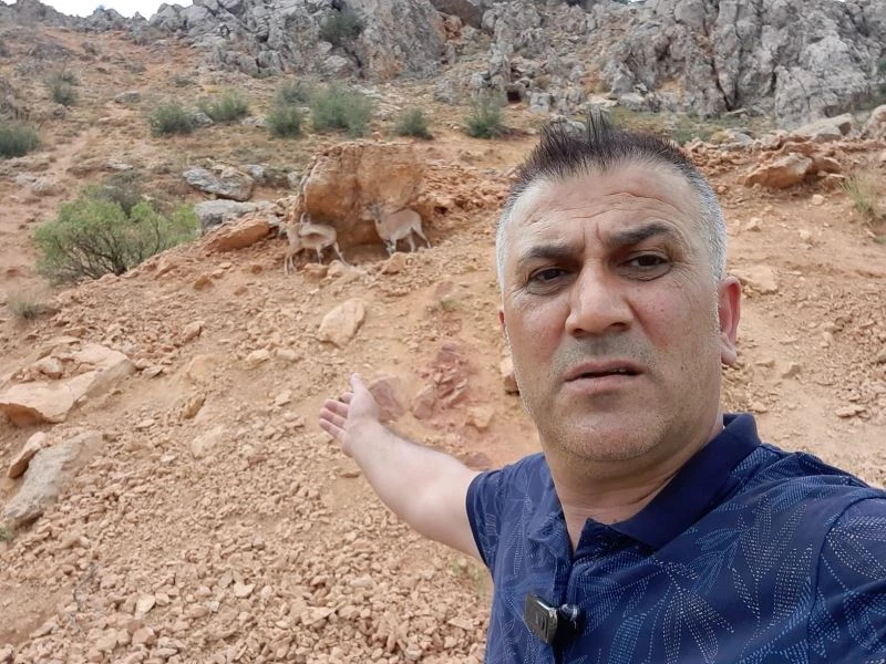 Dağ keçileri karayoluna indi, vatandaşlar cep telefonlarına sarıldı
