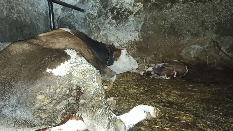 Ölen yavrusunun başında saatlerce bekledi
