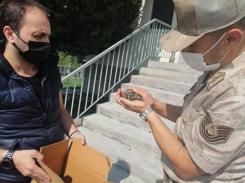 Ardahan’da yaralı halde bulunan çoban aldatan kuşu tedavi altına alındı
