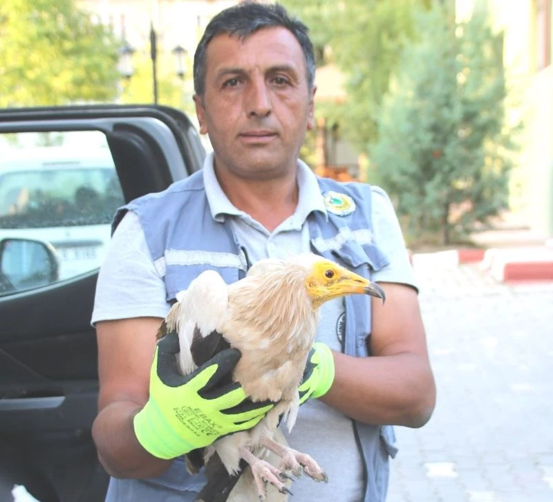 Kütahya’da yaralı Mısır Akbabası tedavi altına alındı
