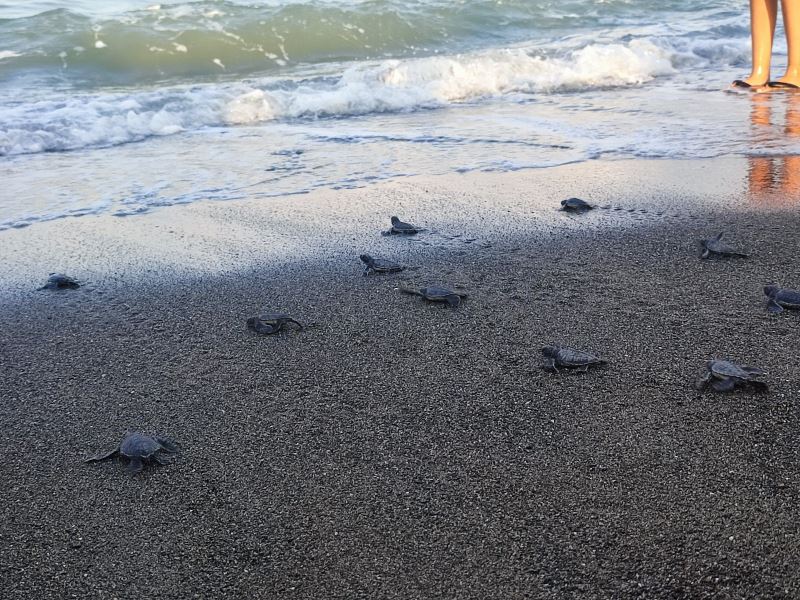 Samandağ sahilindeki yavru deniz kaplumbağalarının deniz yolculuğu sürüyor
