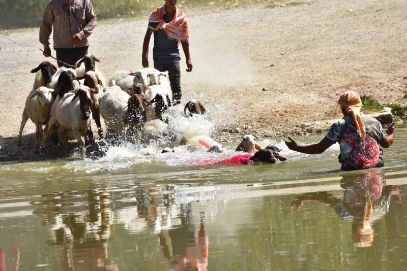 Asırlık gelenek başladı, kınalı koçlar suya atlamak için sıralandı
