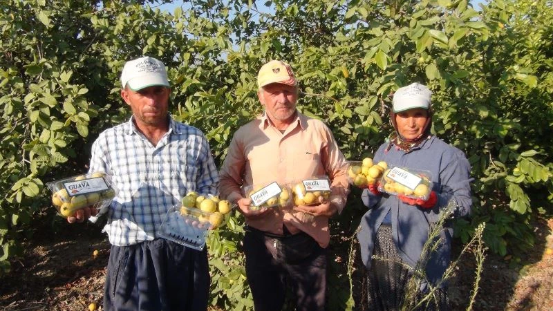 Vitamin ve mineral açısından zengin içeriğe sahip guavanın Silifke’de hasadına başlandı
