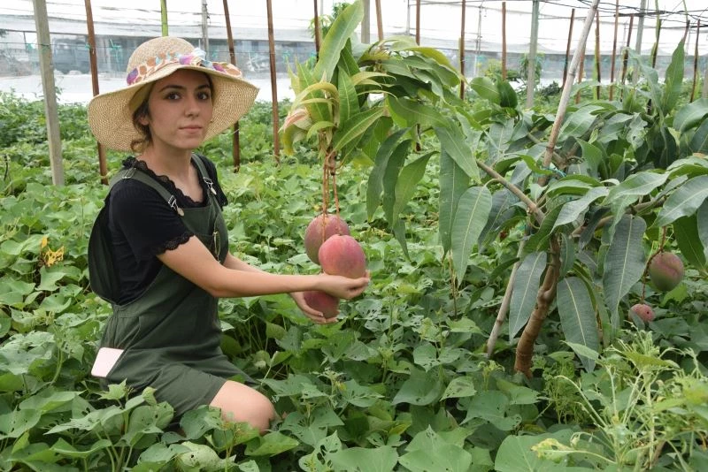 Üniversiteli Burçin mezun olup çiftçiliğe başladı, ilçedeki ilk mango hasadını yaptı
