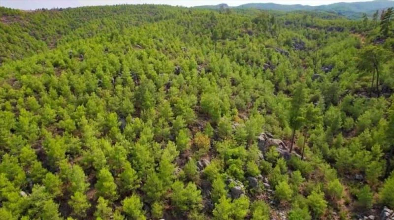 Orman Genel Müdürlüğü, Antalya