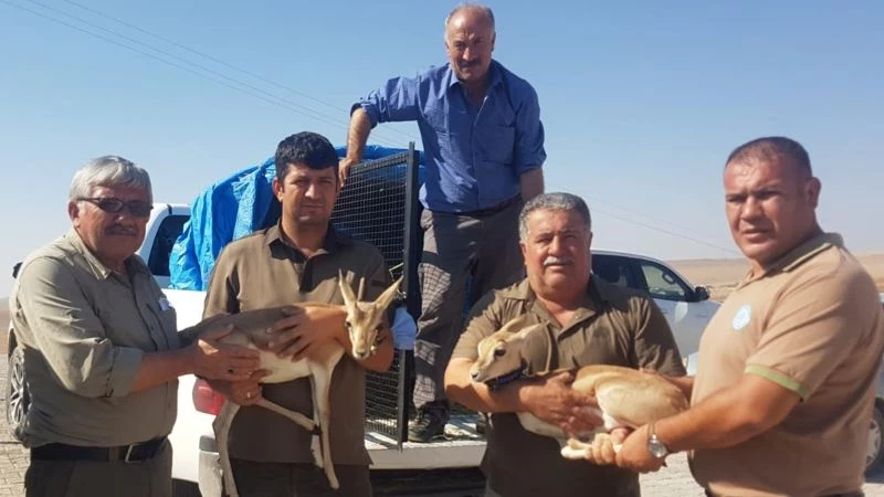 Tarım işçisinin çadırda beslediği yavru ceylanlara el konuldu
