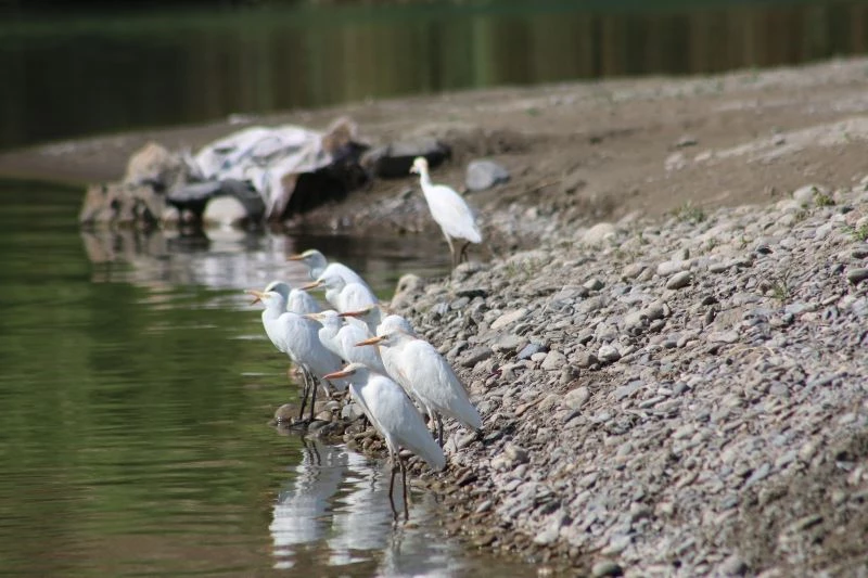 Kuraklık balıkçıl kuş türlerini göçe zorluyor
