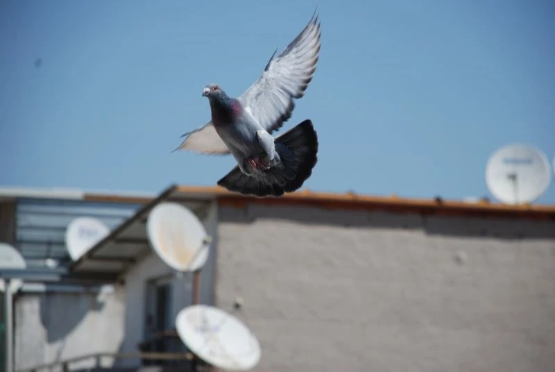 (Özel) Şampiyon güvercin “Bold Pilot”
