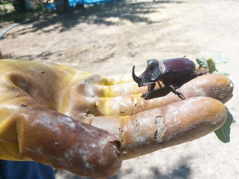 Kayısı bahçesinde dünyanın en güçlü böceğini buldu
