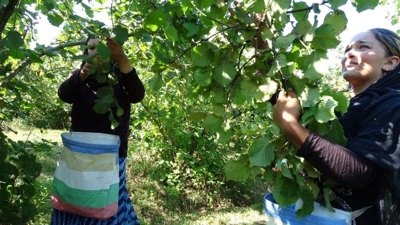 Düzce’de fındık hasadı 9 Ağustosta başlayacak
