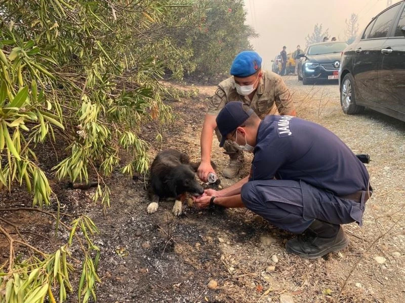 Alevlerin arasından kurtardıkları köpeğe, elleriyle su içirdiler
