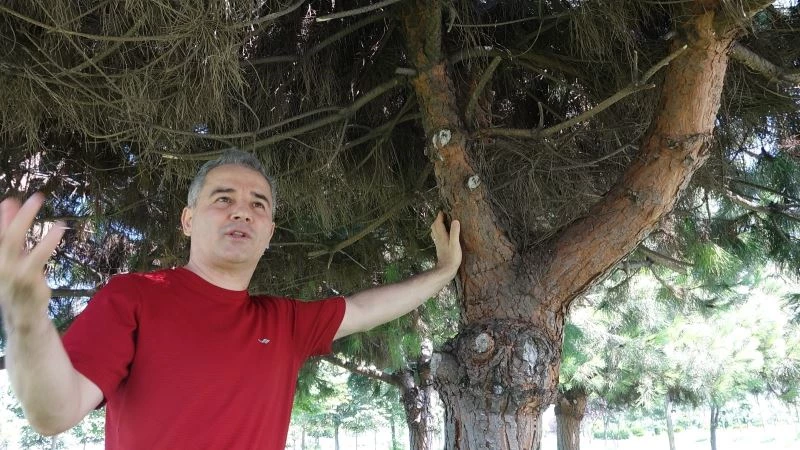 Orman yangınlarının yaban hayatına etkisi
