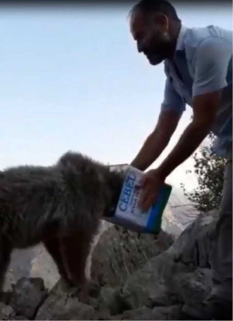 Kafası teneke kutuya sıkışan ayı kurtarıldı
