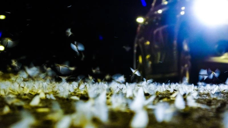 Ardahan’da kelebeklerin ’ölüm uçuşu’
