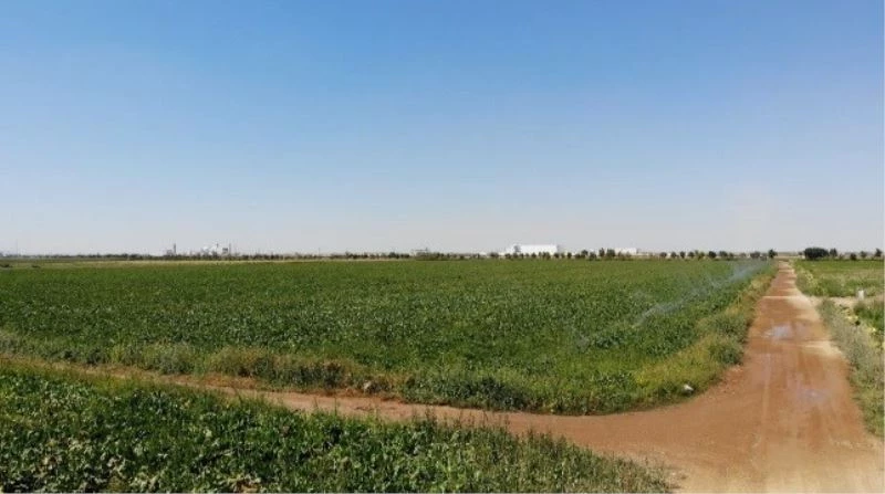 Konya Ovası’nda pancarda olumsuzluk görünmüyor
