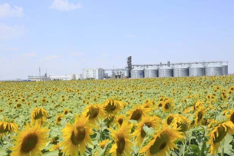 Konya Şeker ayçiçeği fiyatını açıklayarak alıma başladı
