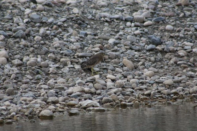 Şırnak’ta soyu azalan Bayağı Balaban kuşu görüntülendi
