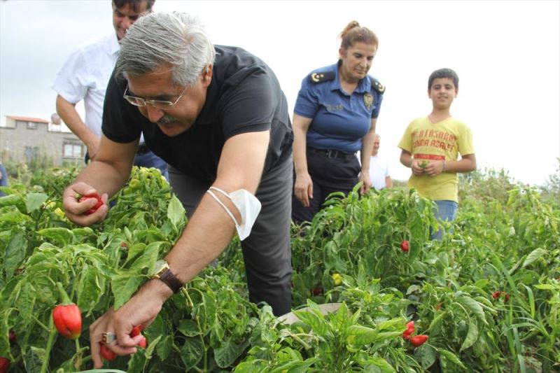 AK Parti Milletvekili Hüseyin Yayman, Samandağ ilçesinde biber hasadına katıldı