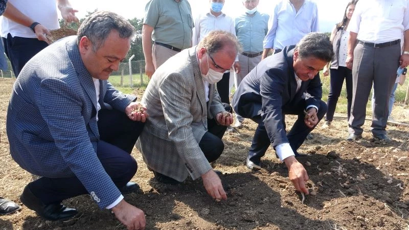 Mutluluk iksiri safranın soğanları toprakla buluşturuldu
