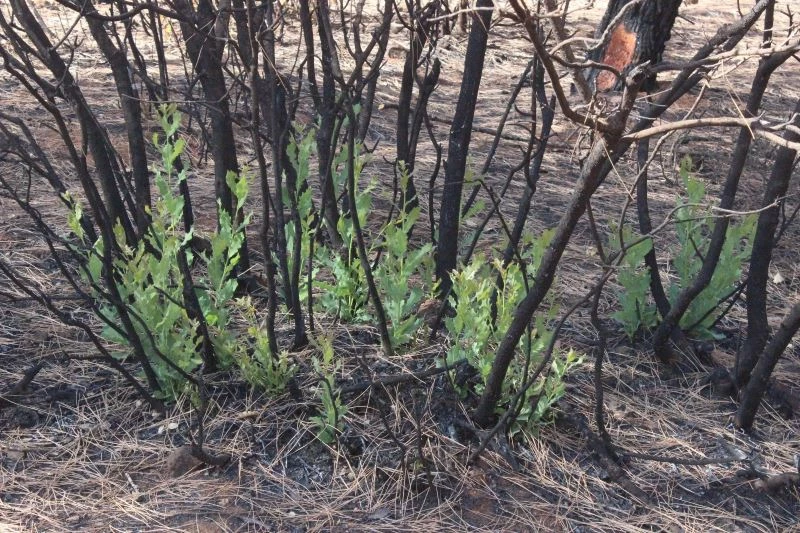Orman yangınında yanan ağaçların kökleri filizlendi
