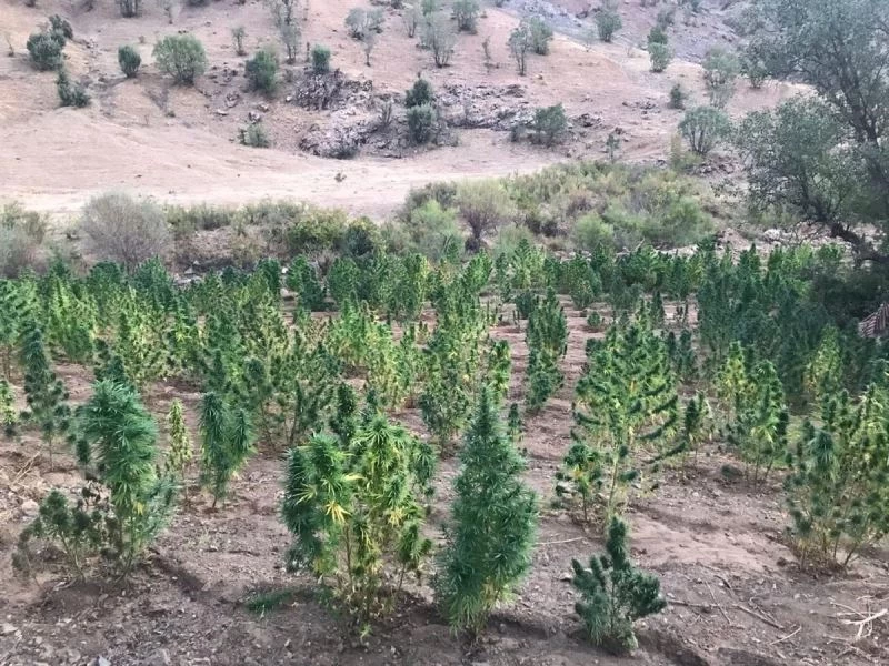 Bingöl’de 591 kilo esrar ve 251 bin kök kenevir geçirildi: 3 gözaltı
