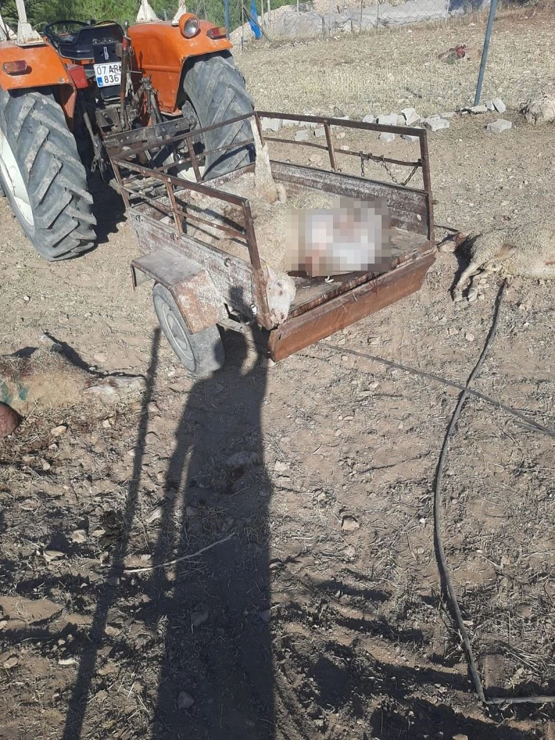 Ağılı basan kurtlar 25 koyunu ve 5 kuzuyu telef etti
