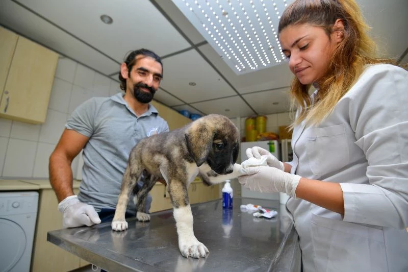 Yangından kurtarılan ve oksijen desteği sağlanan sokak hayvanları sahiplendirilecek
