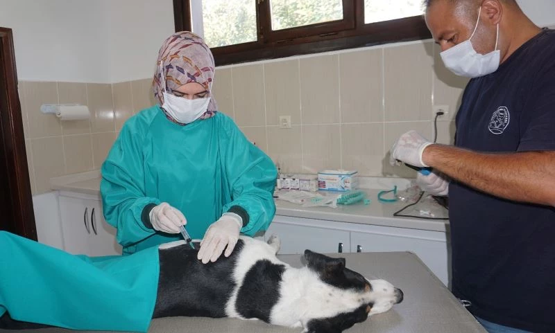 Beypazarı Belediyesi Veterinerlik Birimi ekiplerince sokak hayvanlarının kısırlaştırma işlemleri yapılıyor
