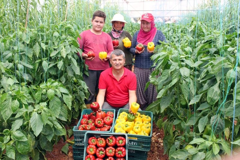 Paprika biberi kilosu 13 liradan hasat edildi
