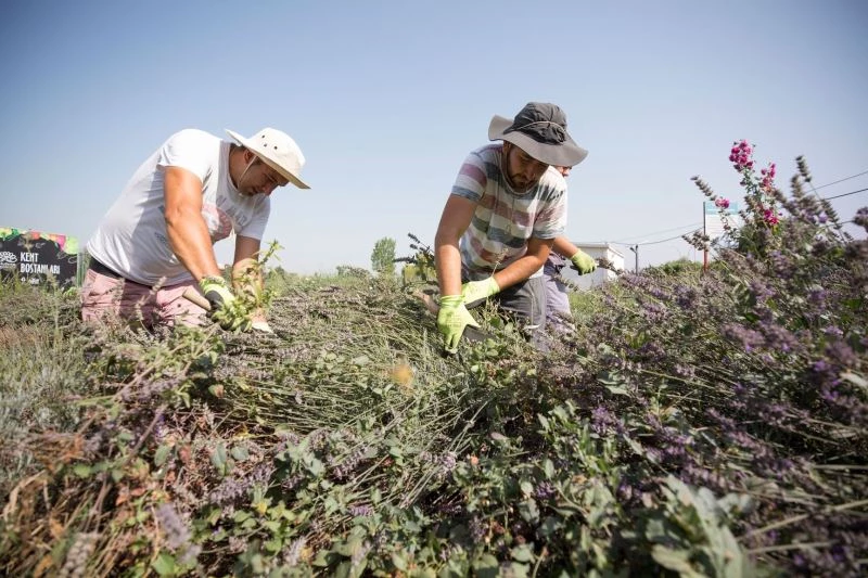 Kent Bostanları’nda lavantalar hasat edildi
