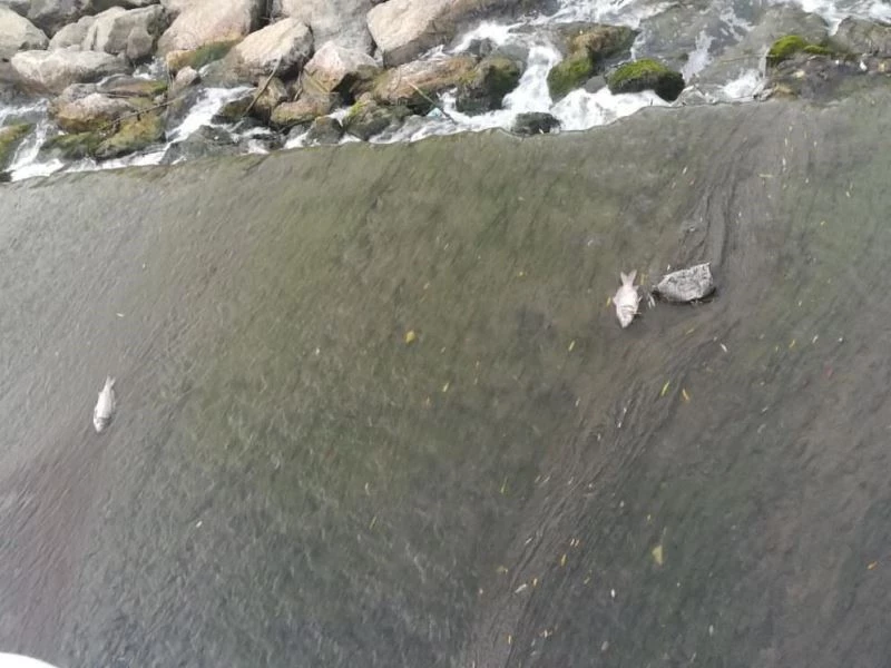 Saklı cennet ’Acarlar Longozunu’ besleyen derelerde balık ölümleri çoğaldı
