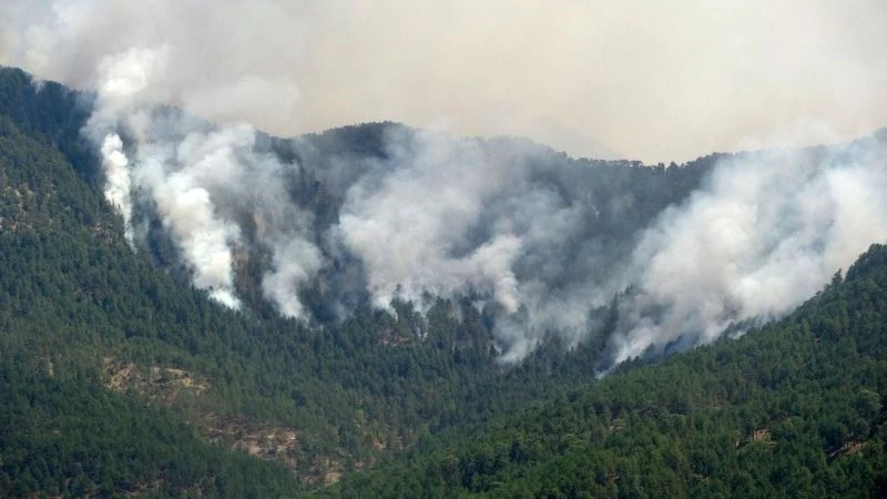 Orman yangını bölgedeki yılkı atlarını da tehdit ediyor
