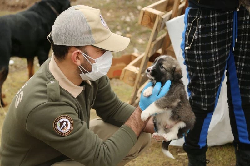 Odunpazarı ile sokak hayvanları güvence altında
