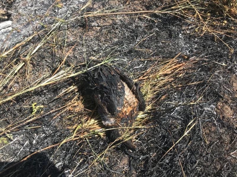 Elektrik akımına kapılan karga 50 dönümlük tarlayı yaktı
