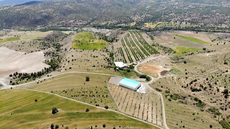 İstanbul’u terk eden işadamı, köyüne dönerek bin 300 dönümlük araziye 28 bin ceviz ağacı dikti

