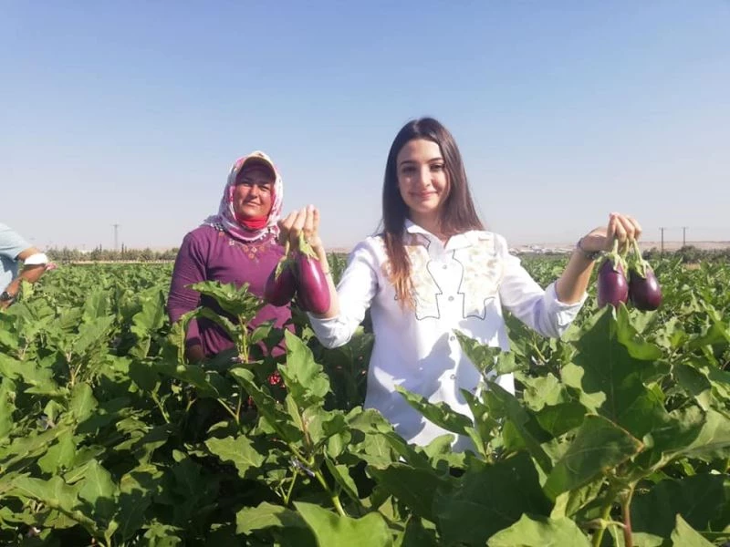 Kaymakam Uçar, patlıcan hasadı yaptı
