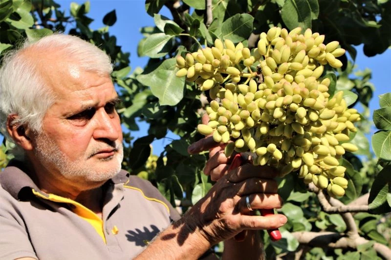 26 yıl önce hobi olarak diktiği fıstık ağaçları gelir kaynağı oldu
