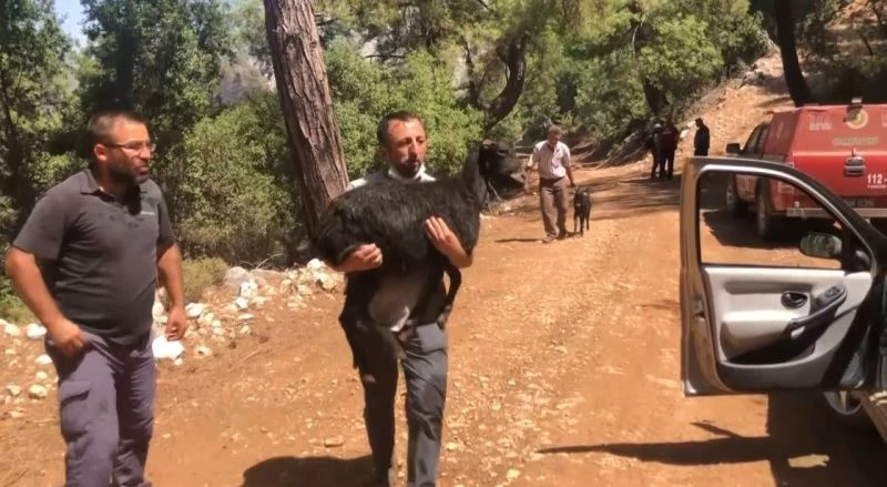 Sütçüler’deki yangında alevler arasından kurtarılan 3 keçi tedavi edildi
