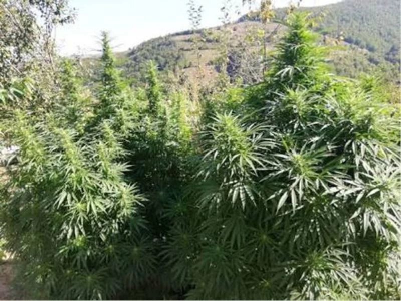 Malatya’da 980 kök Hint keneviri ele geçirildi
