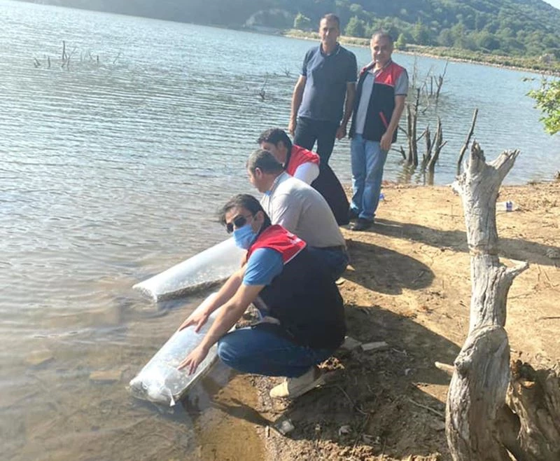 Erdek’te Yapıcı göletine sazan balığı salındı

