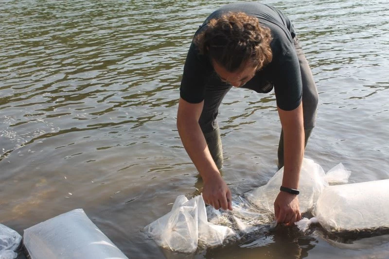Manyas ve Kepsut göl barajına yavru sazan salındı

