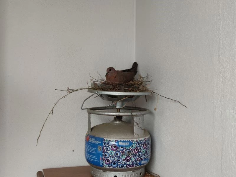 Bingöl’de anne kumru, balkondaki piknik tüpü üzerine yuva yapıp yumurtalarını bıraktı
