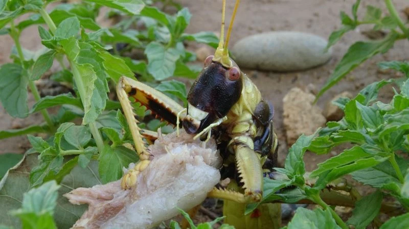 Gercüş’te et yiyen dev çekirge görenleri hayretler içinde bıraktı
